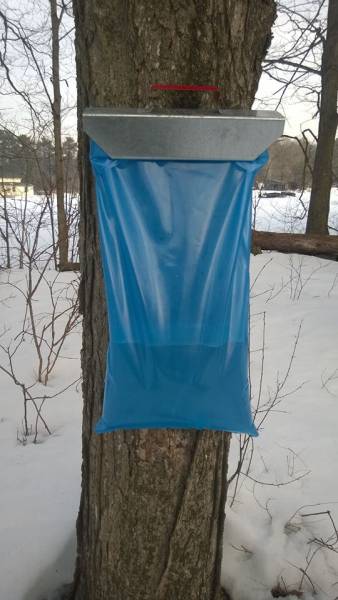 SmellsLikeSyrup NH sophmore sugaring season