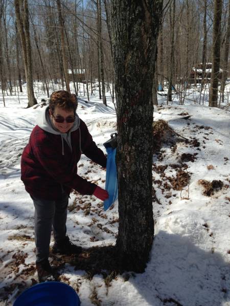 Maple Syrup Season in Central WIsconsin