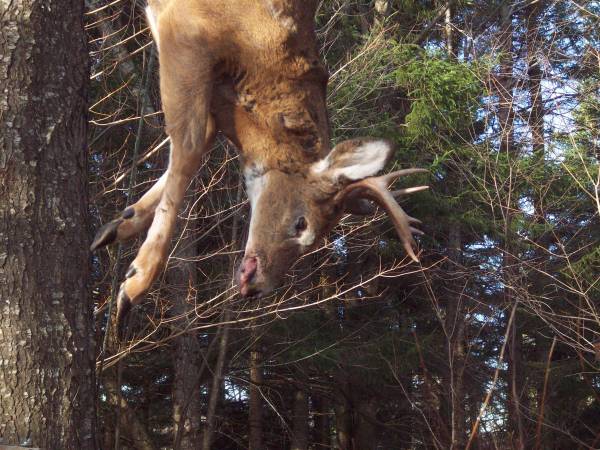 2011 deer