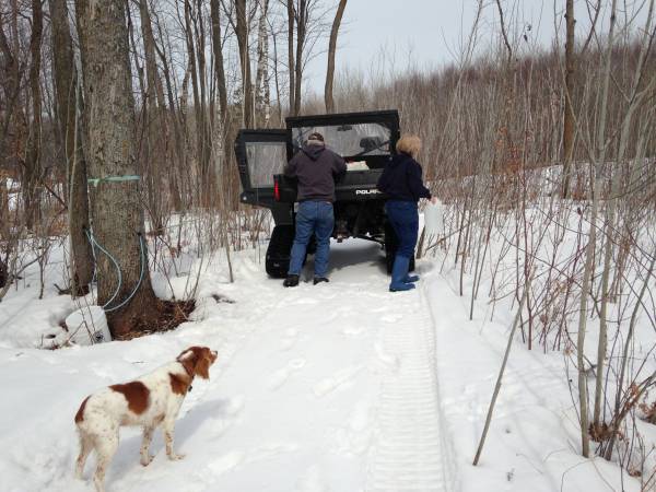 gathering the sap