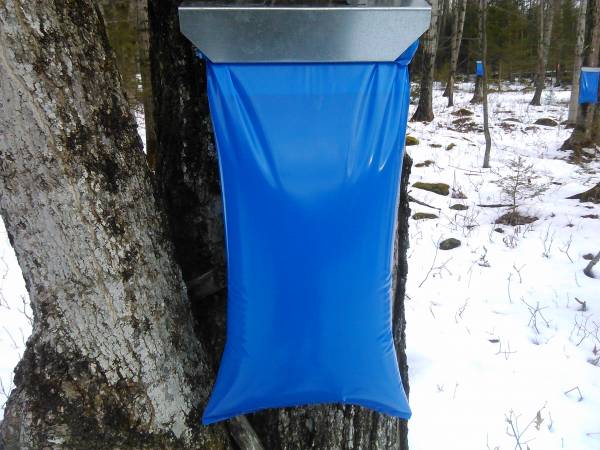 Full sap bag