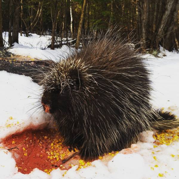 Porcupine in Bush eating minerals