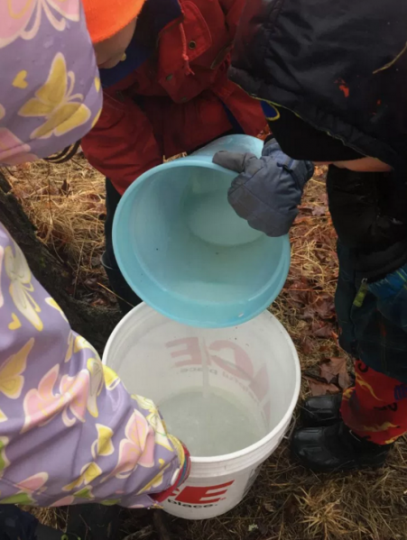 Sap-N-School, year 5 The Riley School/rileygoldsyrup