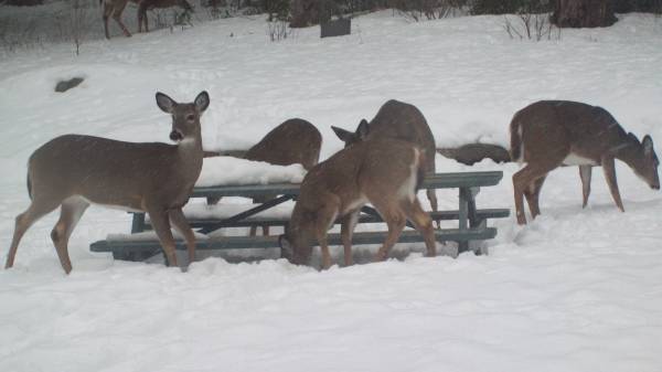 Deer picnic in our backyard