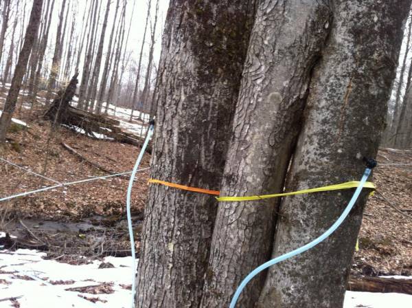 Maple sugaring 2013