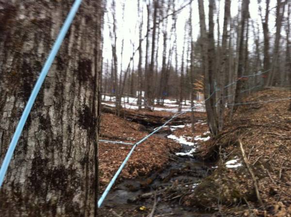 Maple sugaring 2013