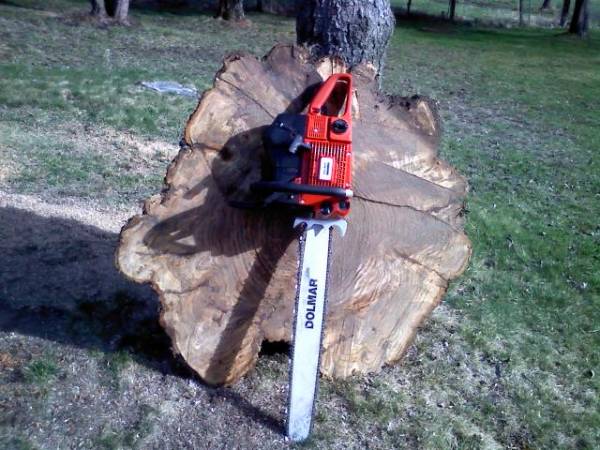 oak stump