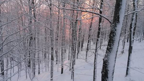 Sunrise Maple lines!