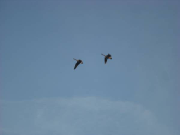 low flying geese