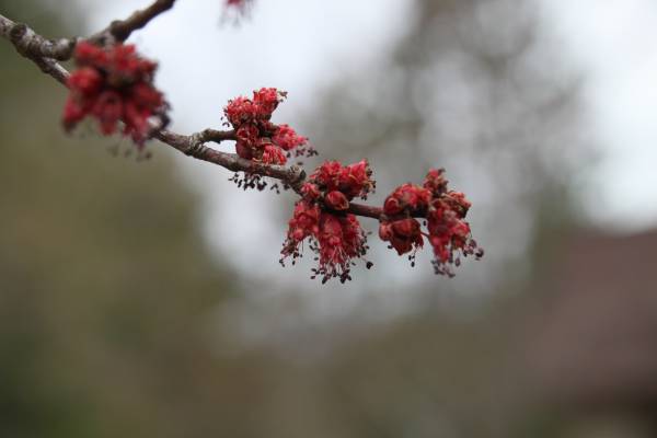 Maple Flowers