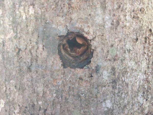 Acorn in tap hole