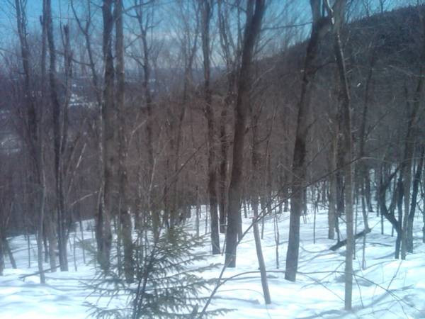 new sugarbush