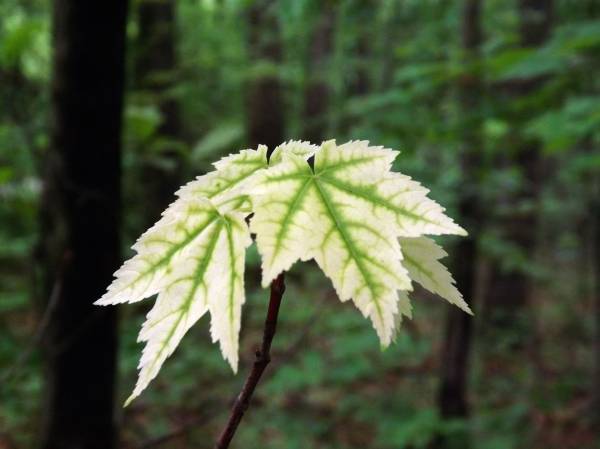 White Red Maple