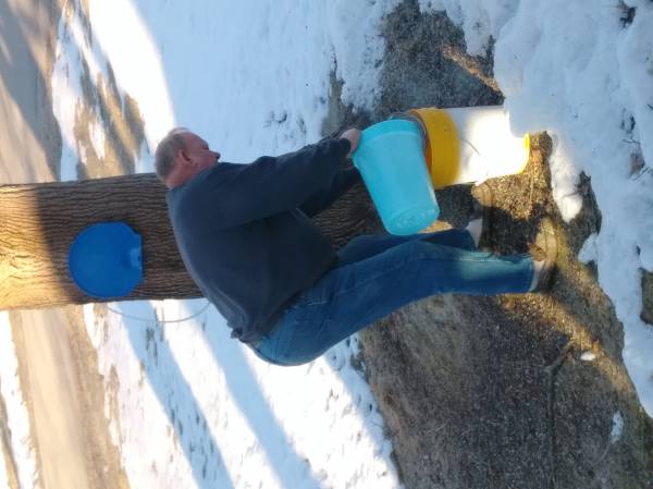 Collecting sap