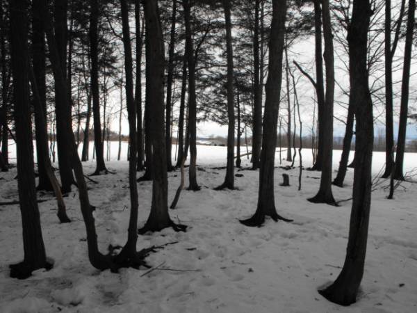 Some ot our woods from the top of the hill