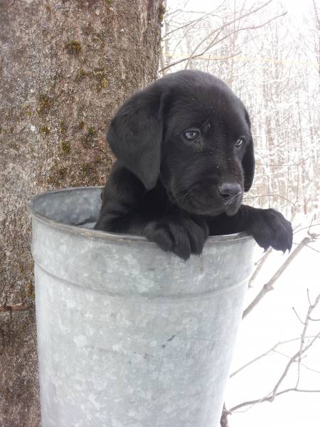 bucket full of puppy