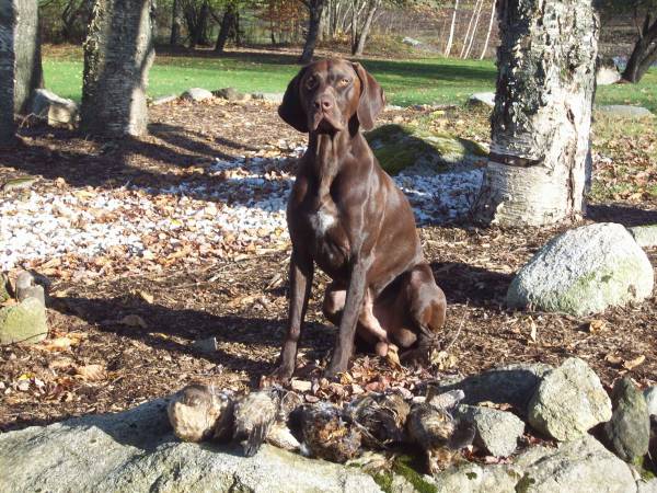 bird dog with a bag limit