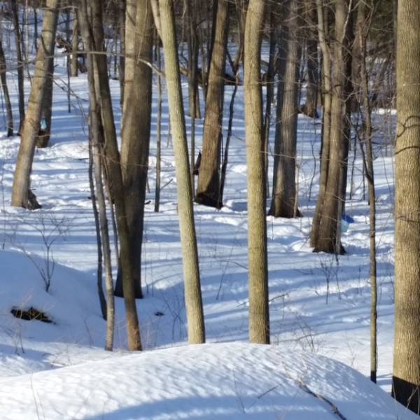 Our small, robust sugar bush