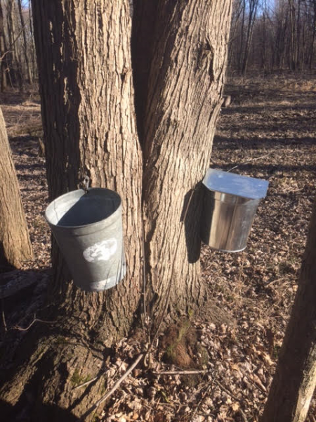 Sap Buckets