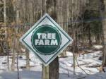 Tree_Farm_Sign.jpg