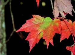 autumn-red-maple-1-kate-wilcox.jpg