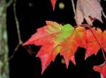 autumn-red-maple-1-kate-wilcox.jpg